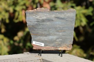 Hubbard Basin Petrified Wood Slab 2 lb 3 oz Nevada Polished 2
