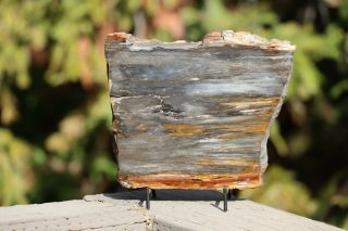 Hubbard Basin Petrified Wood Slab 2 lb 3 oz Nevada Polished 3