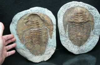 Huge 8 " Inch Trilobite Fossil Positive Negative Pair Andalusiana From Morocco