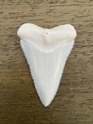 Great White Shark Tooth (modern,  2.  3”)