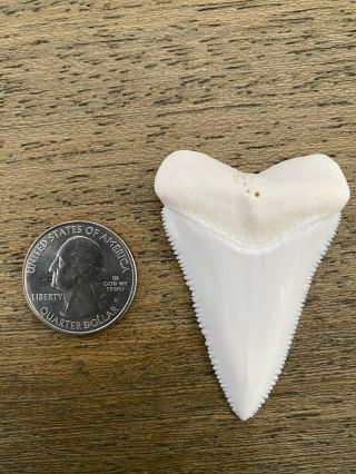 Great White Shark Tooth (Modern,  2.  3”) 2