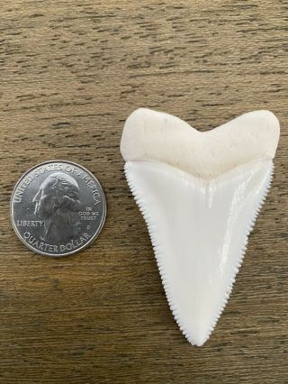 Great White Shark Tooth (Modern,  2.  3”) 3