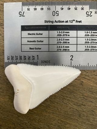 Great White Shark Tooth (Modern,  2.  3”) 4