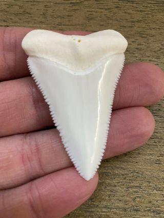 Great White Shark Tooth (Modern,  2.  3”) 5