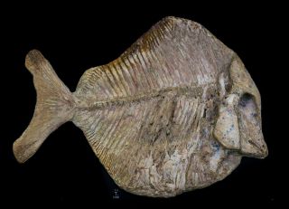 Fossil Fish Neoproscinetes Sp.  Spherical Tooth Fish Crato Formation Brazil 31.  5cm