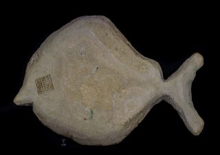 Fossil Fish Neoproscinetes sp.  Spherical tooth fish Crato formation Brazil 31.  5cm 4