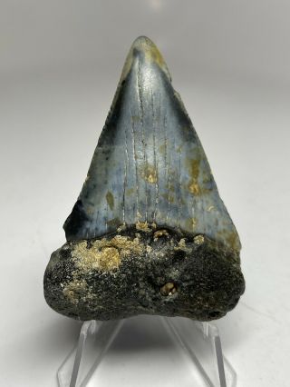 Great White Shark Tooth 2.  63” Huge - Fossil - Real 6157