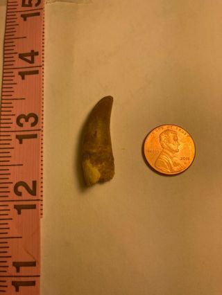 " Deltadromeus? " Tooth Rare Dinosaur Real Fossil Tooth Kem Kem Region Morocco