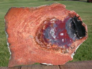 Sis: Zany 200 Million Year Old 12 " Arizona Black & Rainbow Heart Petrified Wood