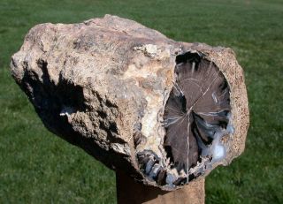 Sis: My Finest 8.  5 Lb.  Blue Forest Petrified Wood Log - Gorgeous Blue Agate