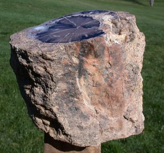 SiS: MY FINEST 8.  5 lb.  Blue Forest Petrified Wood Log - GORGEOUS BLUE AGATE 3