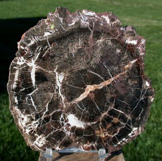 Sis: 5 " Chinle Black Forest Petrified Wood Round - Arizona Pullisilvaxylon?