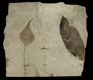Extinctions - Large Poplar And Allophylus Leaf Fossils - Great Display