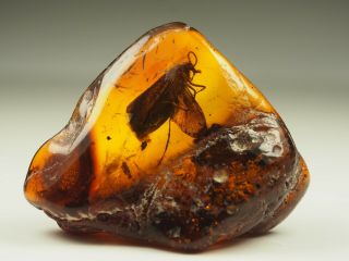 Rare Huge Insect Inclusion In Baltic Amber Stone 5.  2 G.