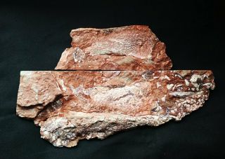 Rare Sample Of Lower Devonian Panzer Fish Weigeltaspis Sp,  Fossilero