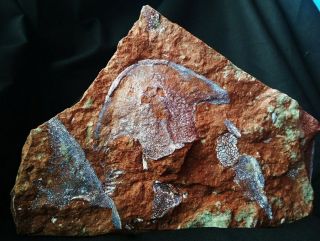 Devonian Fish Victoraspis? Stensiopelta? Cephalaspis Remains,  Agnatha,  Fossilero