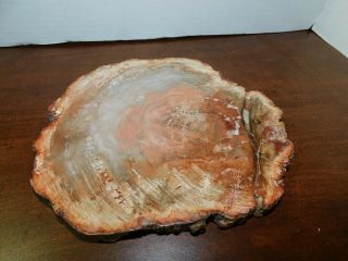 Petrified Wood Polished Full Round Slab W/bark - 8 " X.  75 " X 7.  75 "