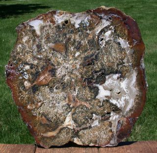 Sis: Oddly Preserved Huge 13 " Hubbard Basin Petrified Wood Slab Crazy Inclusions