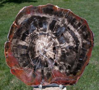 Sis: Spellbinding 7 " Utah Petrified Wood Conifer Round - Old Stock Treasure