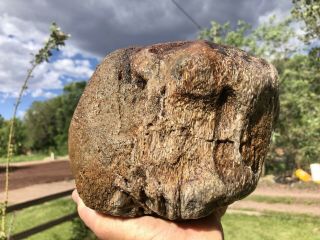 Reilly’s Rocks: Huge Jurassic Dinosaur Bone Utah,  13.  5 Lbs.