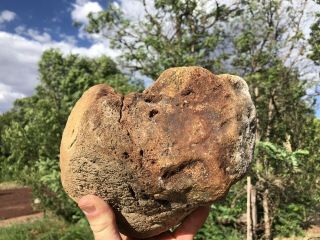 REILLY’S ROCKS: Huge Jurassic Dinosaur Bone Utah,  13.  5 Lbs. 3
