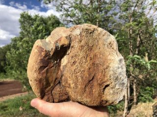 REILLY’S ROCKS: Huge Jurassic Dinosaur Bone Utah,  13.  5 Lbs. 4
