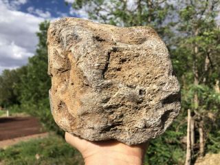REILLY’S ROCKS: Huge Jurassic Dinosaur Bone Utah,  13.  5 Lbs. 5