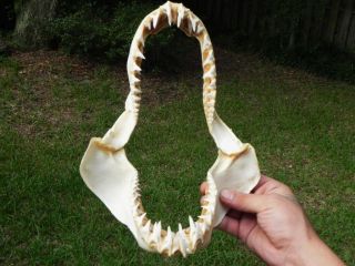 Authentic Real Modern Mako Shark Jaw Teeth Tooth Taxidermy