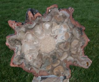 Sis: Immaculate African Rhexoxylon Petrified Wood Round - Rare Chatoyance
