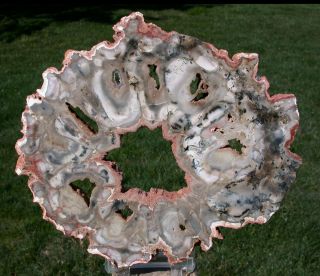 Sis: Outstanding African Rhexoxylon 9 " Mirror Polished Slab - Rare & Ancient