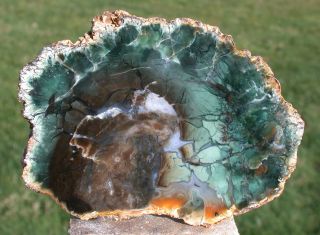 Sis: Emerald Green Framed 5 " African Petrified Wood Round Filled W/ Blue Agate