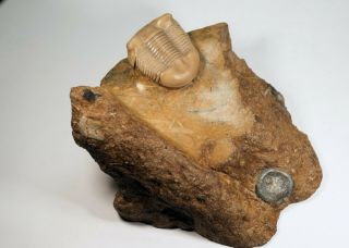 Russian Trilobite Illaenus Crassicauda Ordovician Fossil Rare With Hypostome