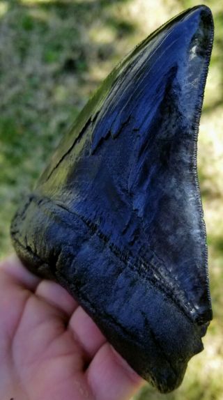 Extremely Serrated 5.  51 " Megalodon Tooth.  Absolutely No Restoration