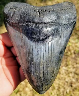 Giant Killer 5.  85 " Megalodon Tooth.  Absolutely No Restoration