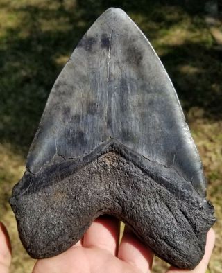 Giant 6.  41 " Megalodon Tooth.  Absolutely No Restoration