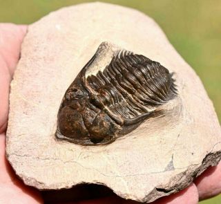 Trilobite Fossil,  Metacanthina Issoumourensis (hollardops Sp?),  From Morocco 1