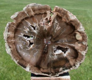 Sis: Perfect & Exotic Petrified Wood Round - African Woodworthia - Heel Cut
