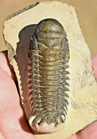 Trilobite Fossil,  Crotalocephalus Gibbus From Morocco 2
