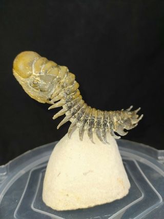 Fossil Trilobite:crotalocephalus From Devonian Morocco Museum Quality.