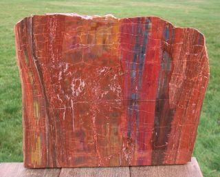 Sis: Glorious 14 " Arizona Rainbow Petrified Wood Slab - Stunning Rip Cut Plank
