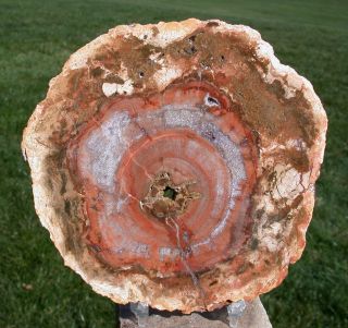 Sis: Rhexoxylon Or Cycad? Extremely Rare 5.  5 " Madagascar Petrified Wood Round