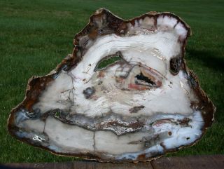 Sis: Dramatic 15 " Hubbard Basin Petrified Wood Round - This One Is Incredible