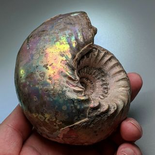 10 Cm (4 In) Ammonite Quenstedtoceras Jurassic Russia Fossil Ammonit