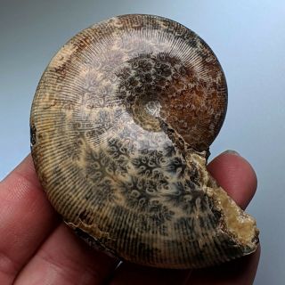7,  2 Cm (2,  8 In) Ammonite Euphylloceras Cretaceous Russia Ammonit Fossil Ammonit