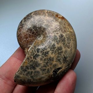 7,  2 cm (2,  8 in) Ammonite Euphylloceras cretaceous Russia ammonit fossil ammonit 2