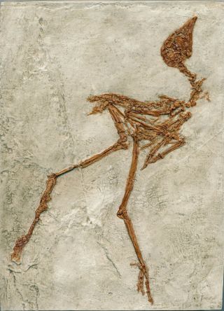 Well Detailed Complete Fossil Rail Bird