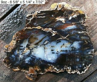 Hubbard Basin,  Nevada Blue Agatized Petrified Wood Slab - Gorgeous