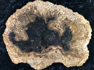 Rare Petrified Wood Psaronius Tree Fern,  Athens County,  Ohio Carboniferous 10”
