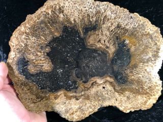Rare Petrified Wood Psaronius Tree Fern,  Athens County,  Ohio Carboniferous 10” 2