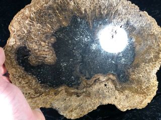 Rare Petrified Wood Psaronius Tree Fern,  Athens County,  Ohio Carboniferous 10” 4